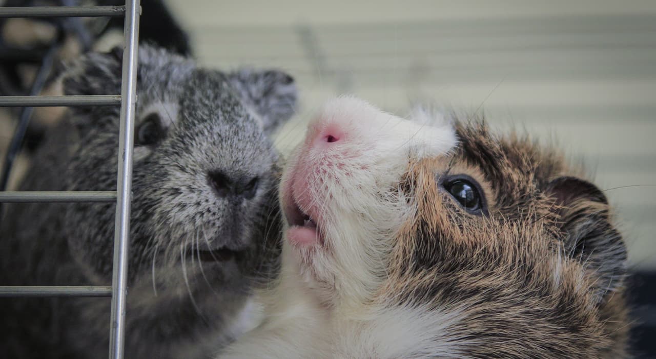 guinea pig