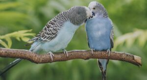 parrots