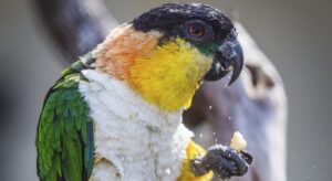 parrot