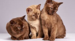 cats