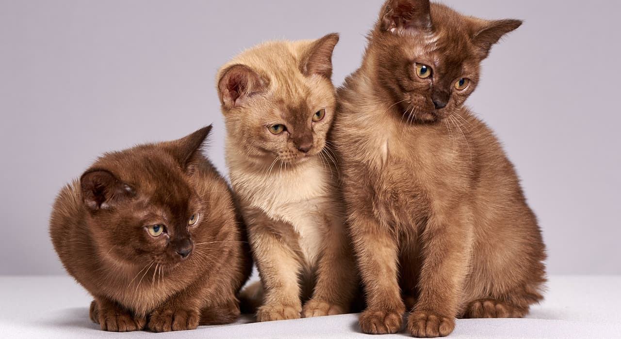 cats