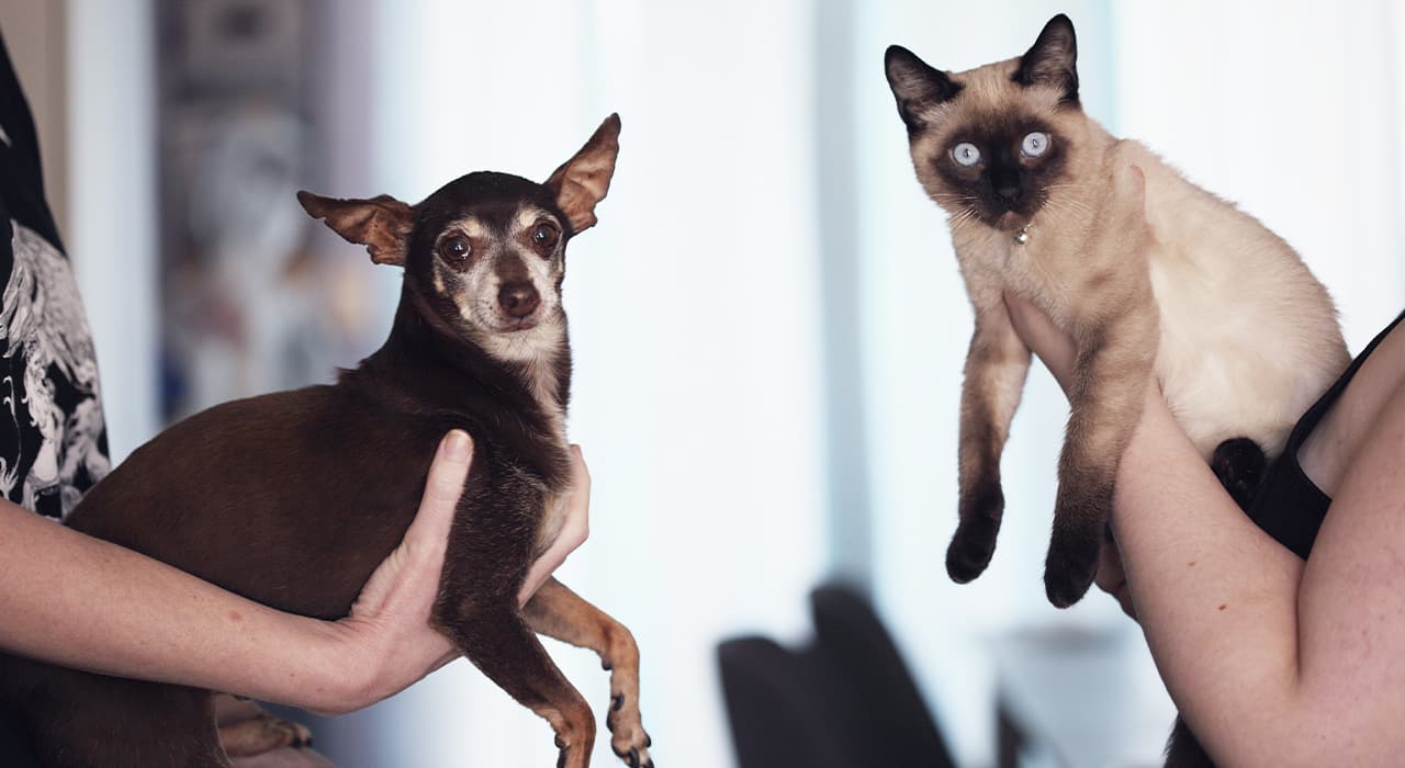 pets