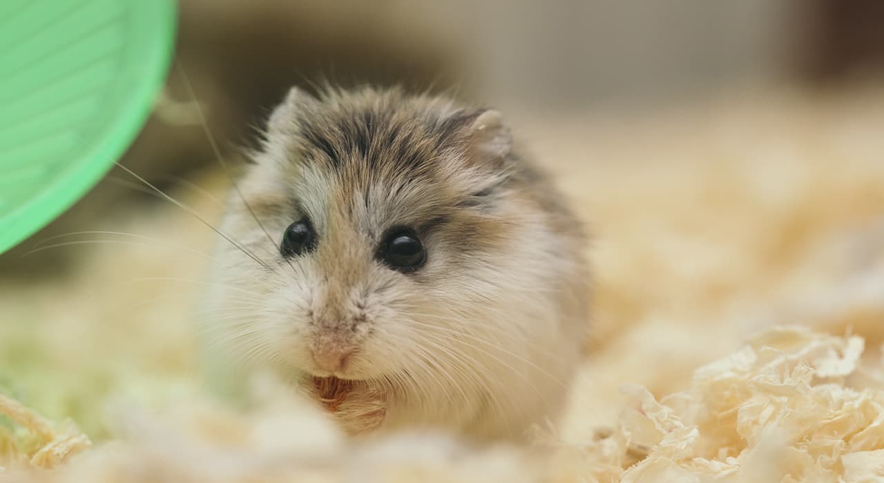 hamster