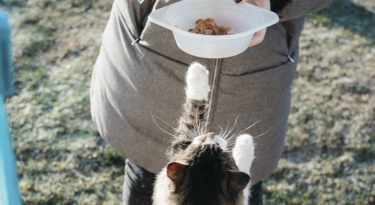 cat