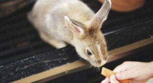 Bunny