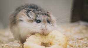 hamster
