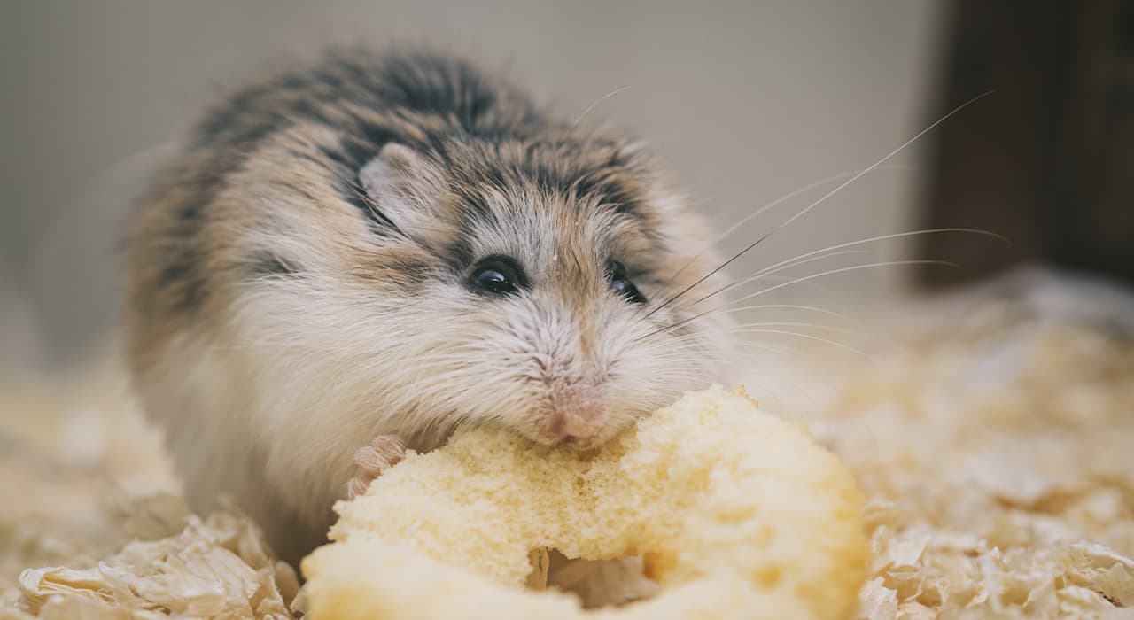 hamster