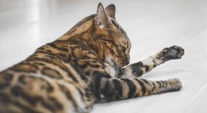 cat