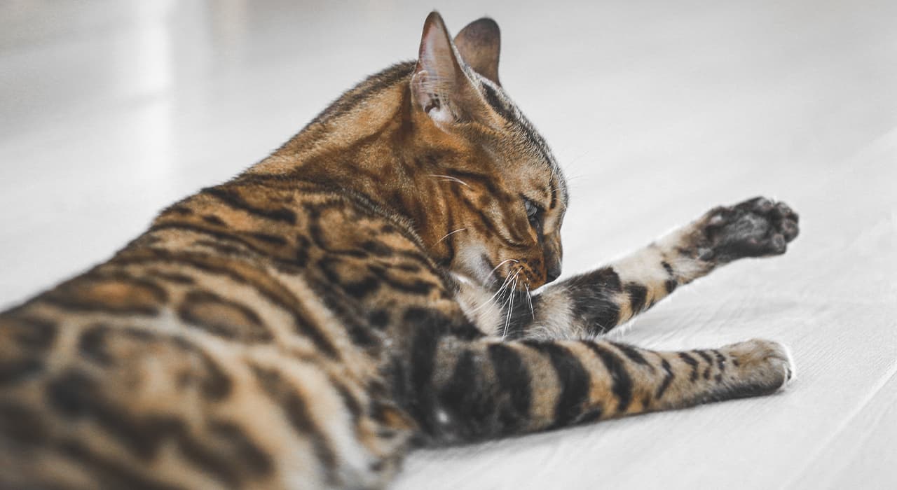 cat