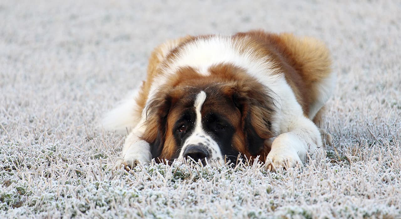 dog