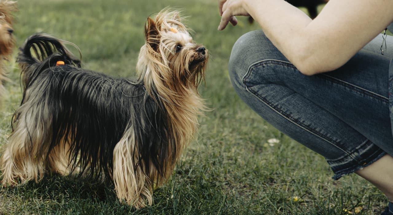 dog