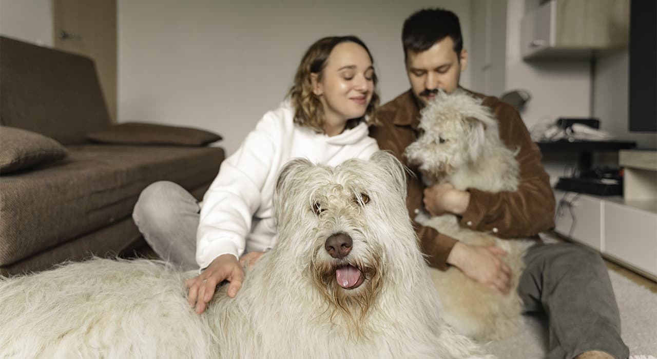 dog